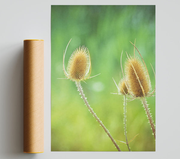 Golden Spiky Blooms