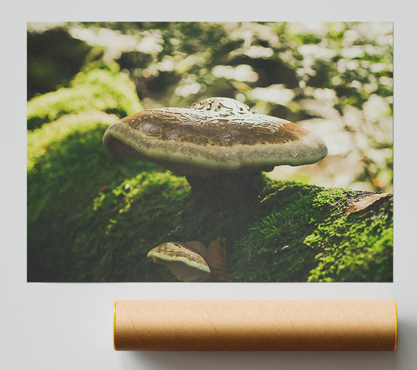 Brown Mushroom Canopy