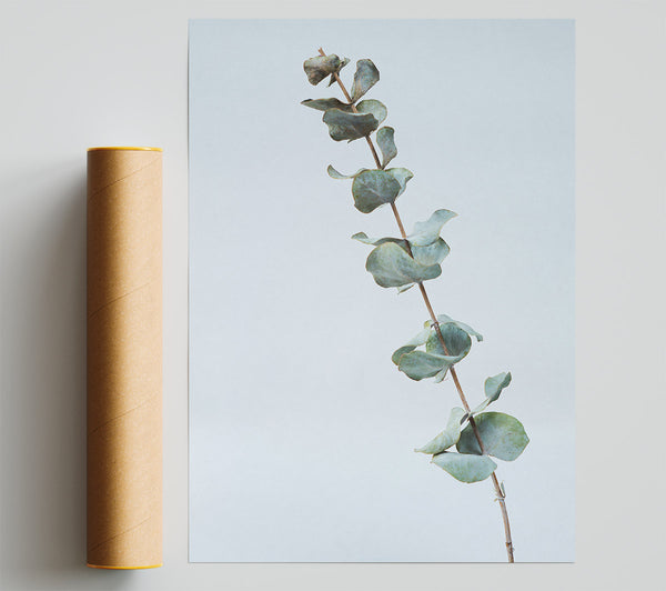 Silver Eucalyptus Branch