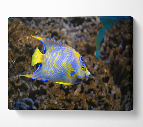 Blue And Yellow Reef Dweller