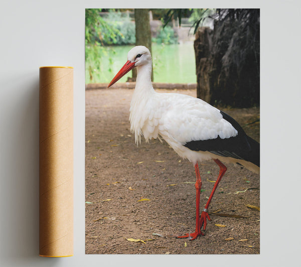 White Stork'S Red Legs