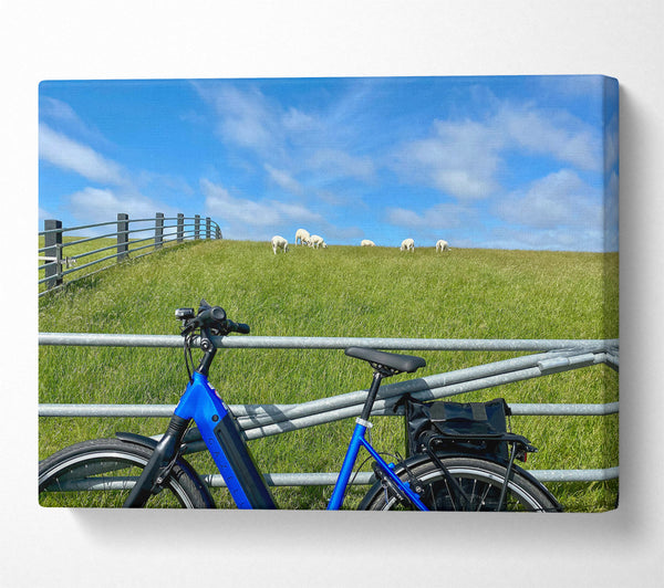 Blue Bike And Sheep