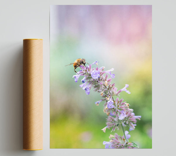 Lavender Bee Buzzing