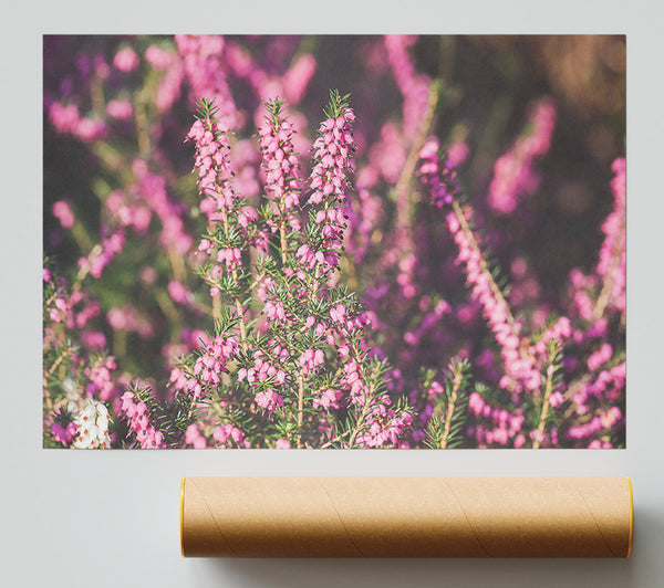 Pink Heather Bloom