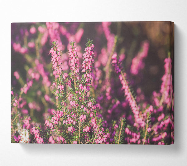 Pink Heather Bloom