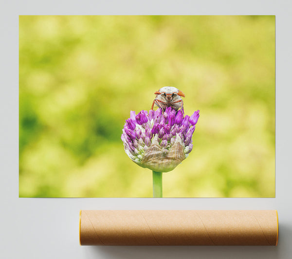 Purple Bloom Beetle