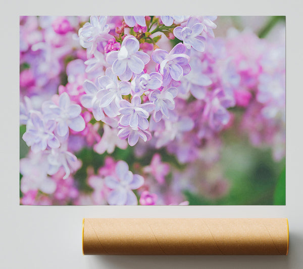 Lavender Dream Blossoms