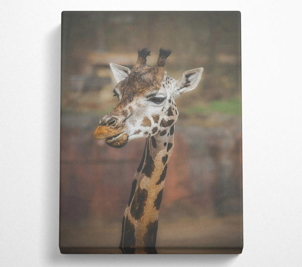 Brown Giraffe Portrait