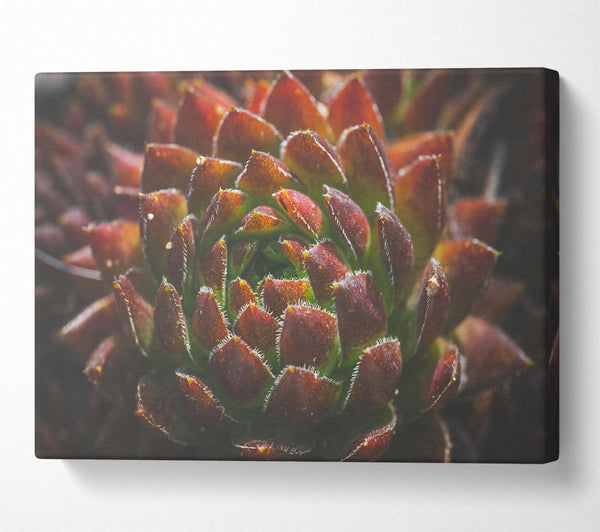 Crimson Succulent Bloom