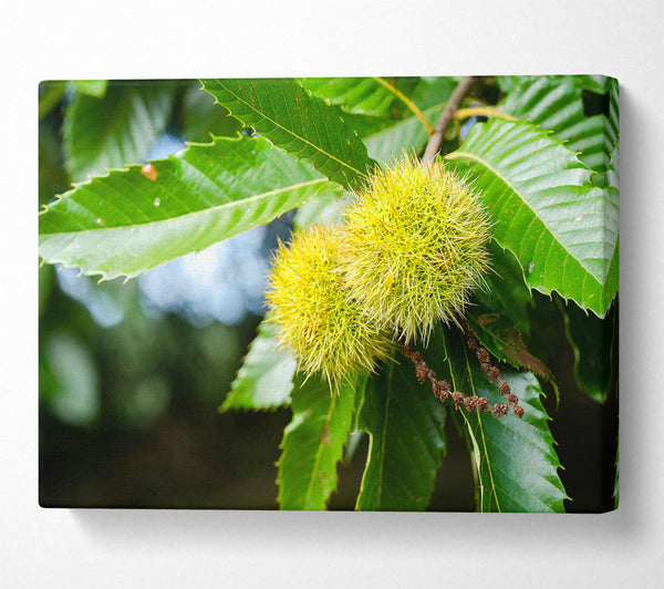 Green Spiky Treasures