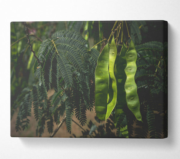 Emerald Pods And Ferns