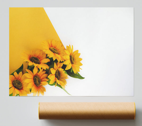 Yellow Sunflowers On White