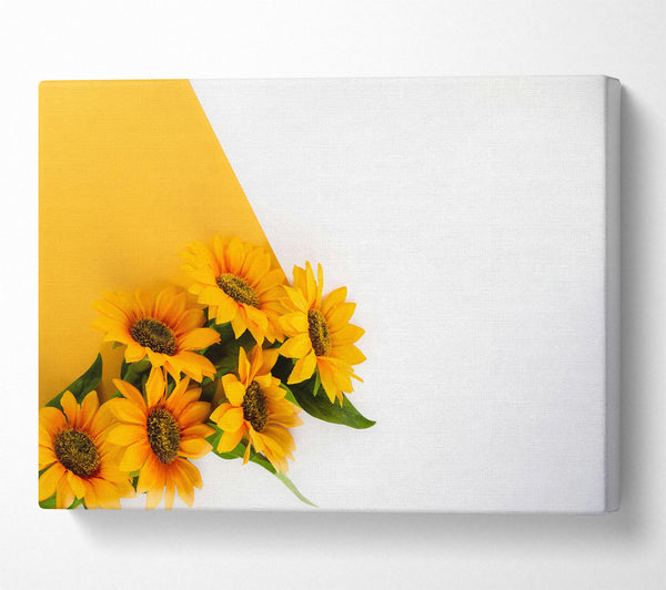 Yellow Sunflowers On White