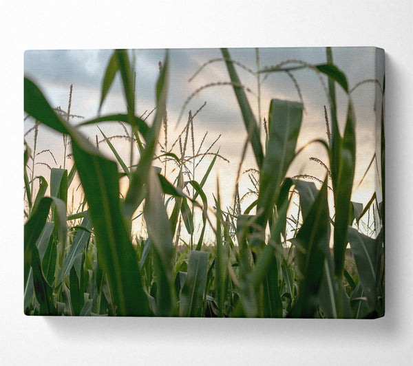 Golden Green Cornfield