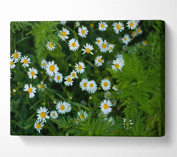 White Daisies In Green