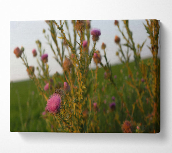 Purple Thistle Sunset