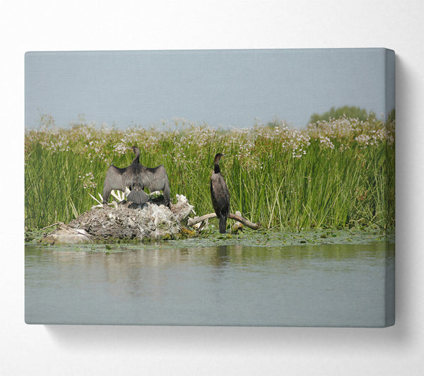 Green Marsh Cormorants