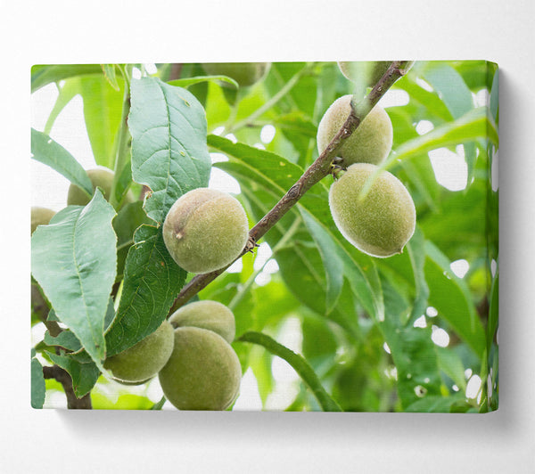 Green Peaches On Branch