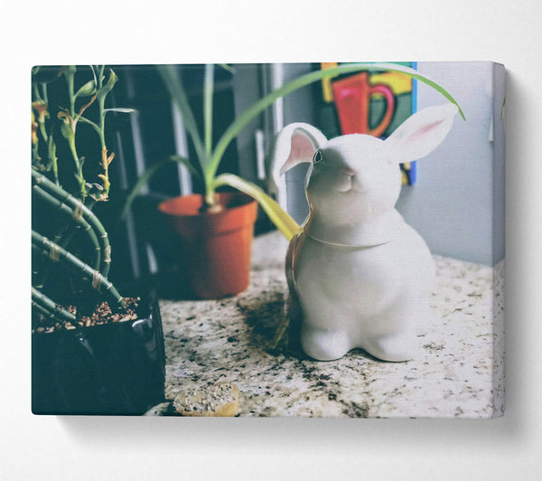 White Bunny On Granite