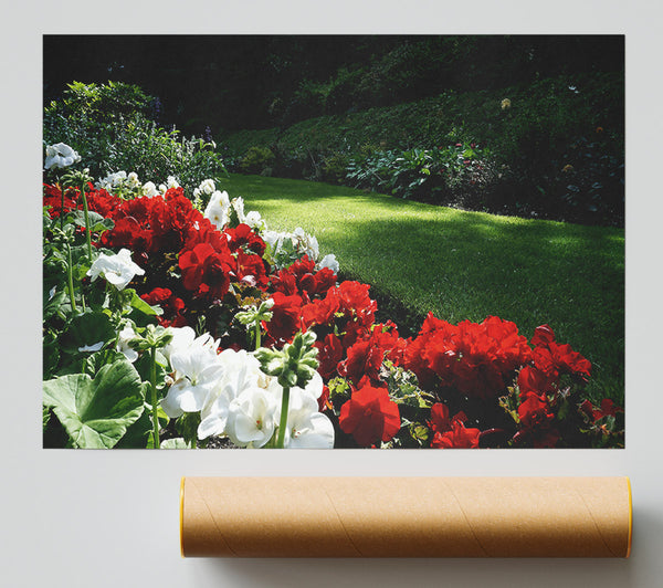 Red Blooms In Sunlight