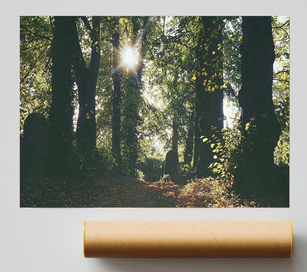 Golden Sun Through Trees