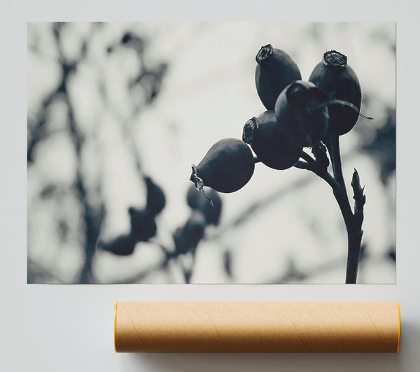 Black Berries On Branch