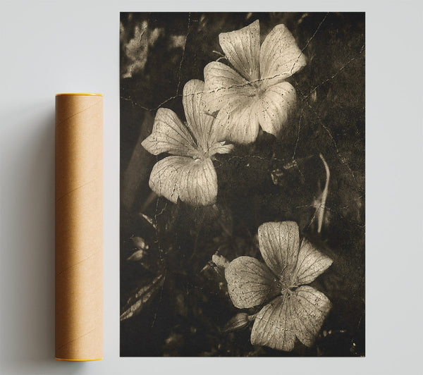 Faded Sepia Blooms