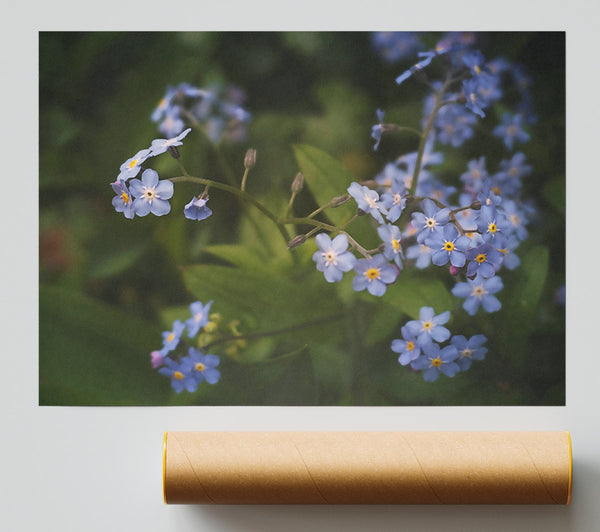 Blue Forget-Me-Nots Bloom