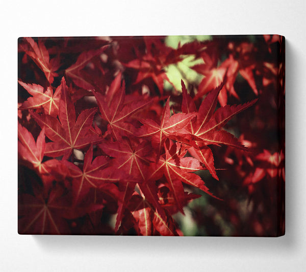 Crimson Maple Embrace