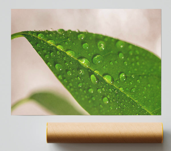 Emerald Leaf Dewdrops