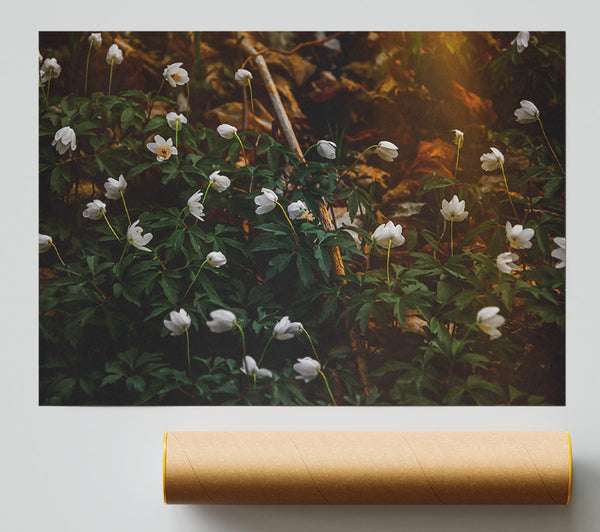 Golden White Blossoms