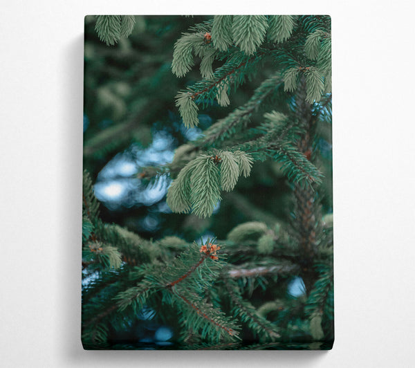 Emerald Pine Branches