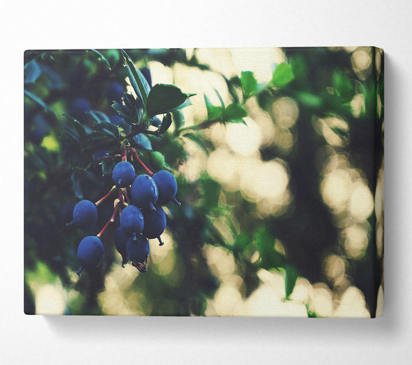 Indigo Berry Cluster