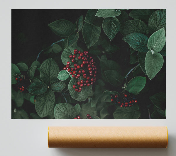 Crimson Berries And Green Leaves