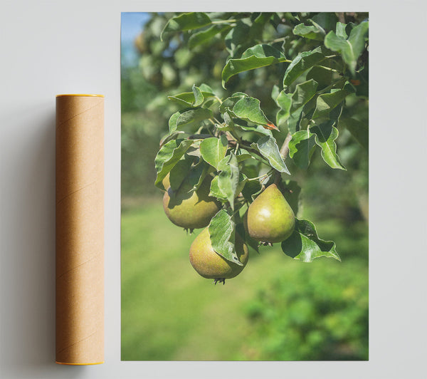 Green Pear Harvest