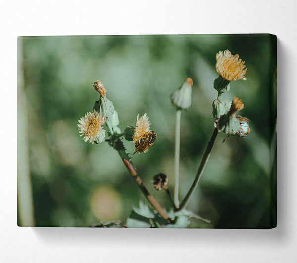 Green Dandelion Bloom