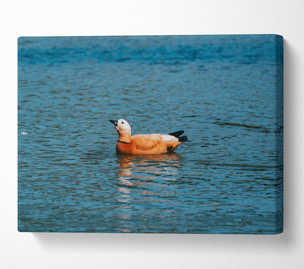 Orange Duck In Blue Water