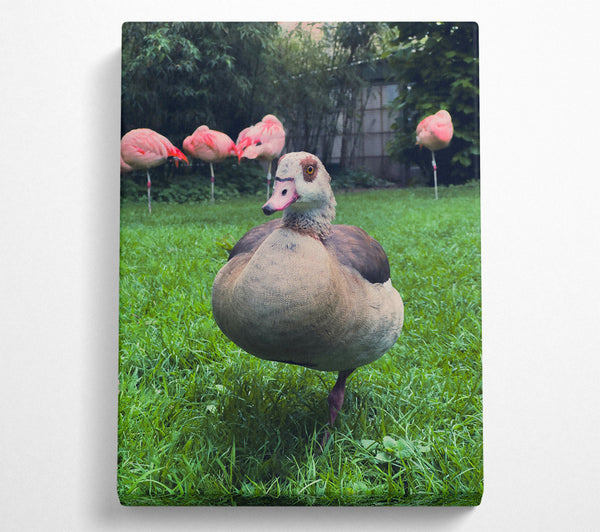 Pink Flamingo'S Friend