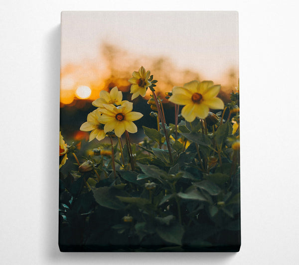 Yellow Blooms At Sunset