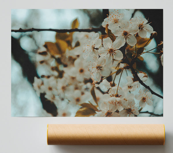 Teal Spring Blossoms