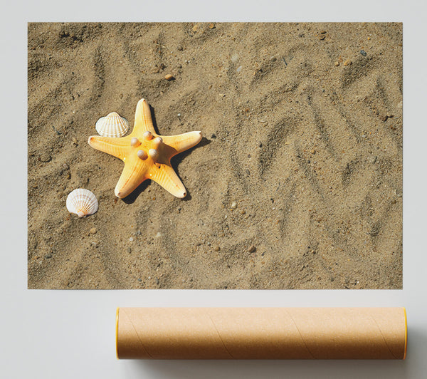 Golden Starfish Shore