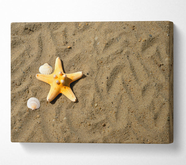 Golden Starfish Shore