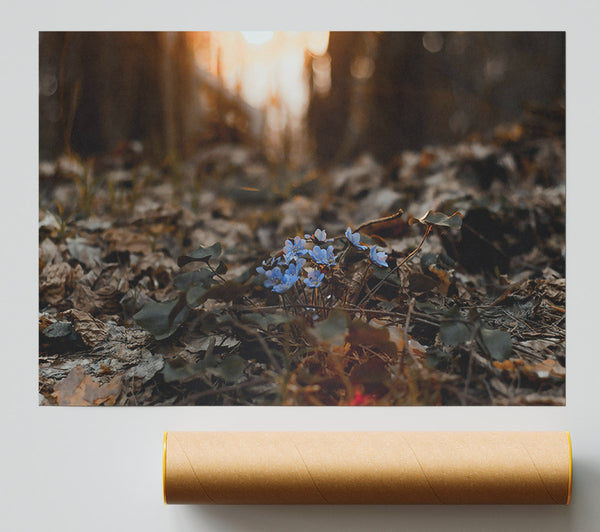 Blue Blooms In The Woods