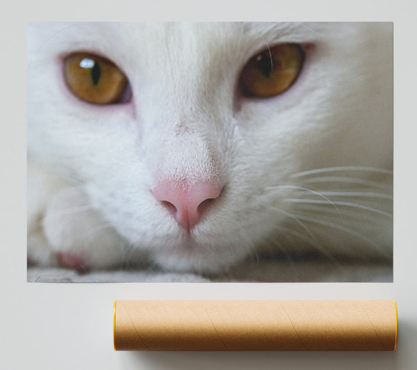 White Cat'S Nose