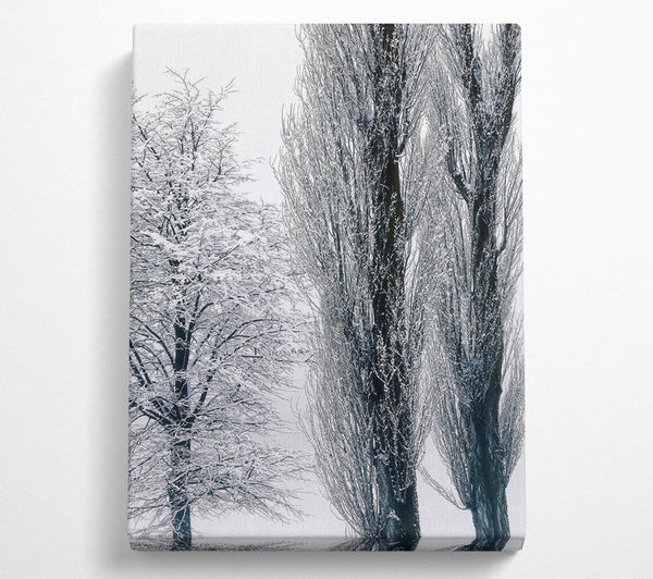 Silvery Winter Trees