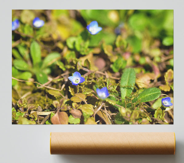 Blue Flowers In Green