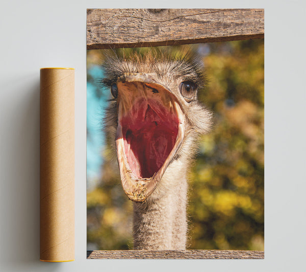 Red Open Mouth Ostrich