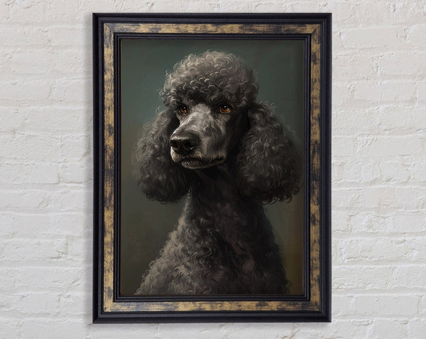 A Poodle Looking