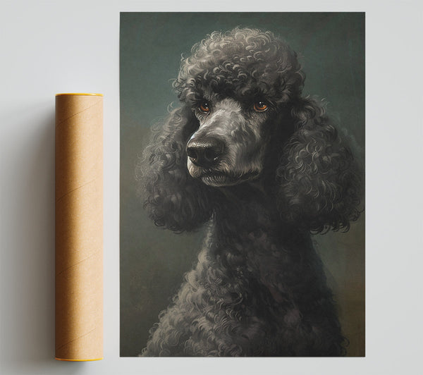 A Poodle Looking