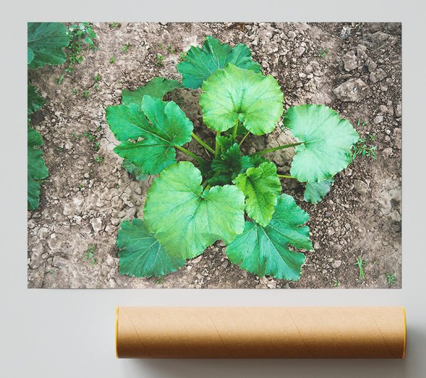 Emerald Green Growth